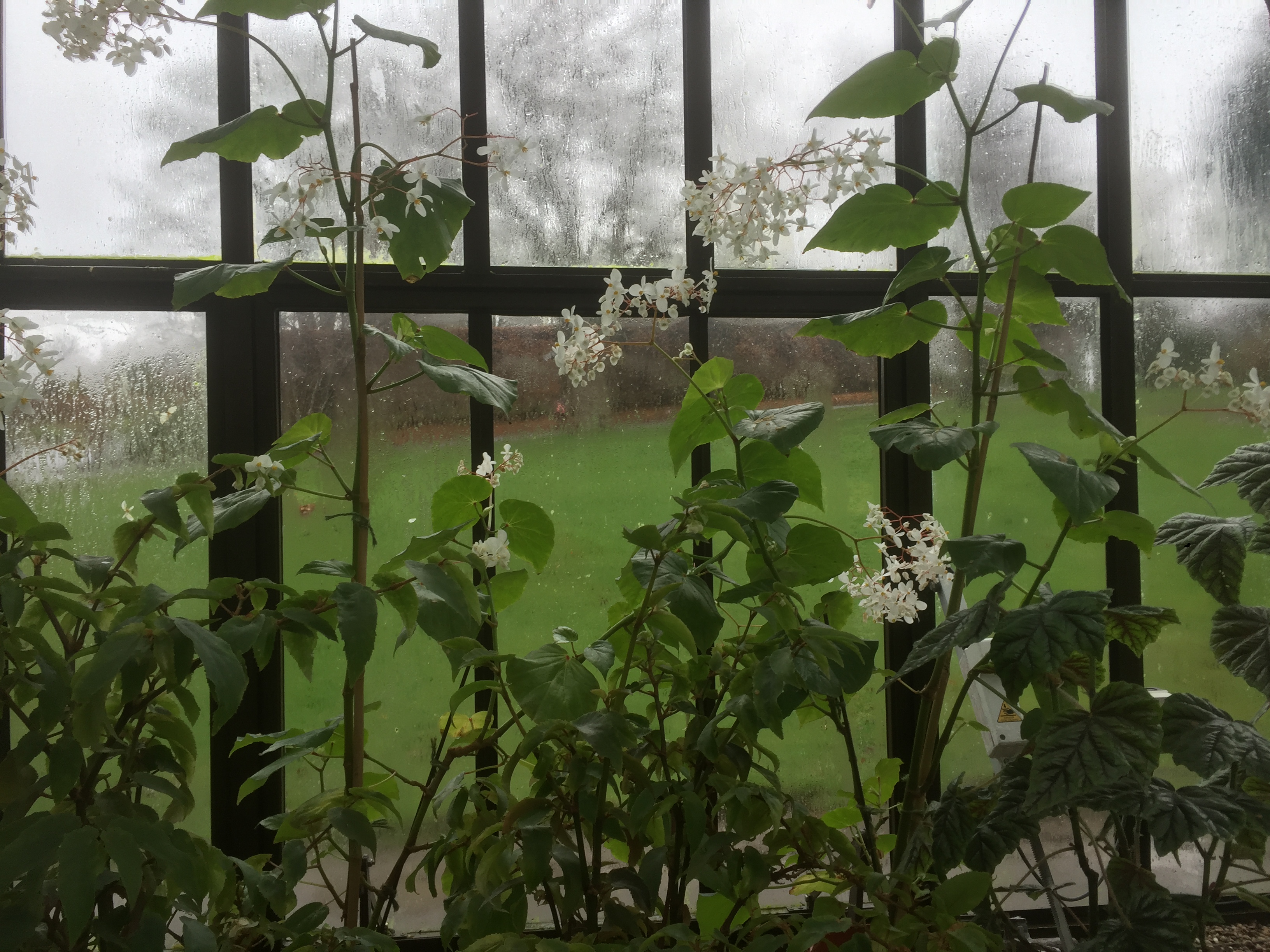 Scotland Botanic Garden Rain White Flowers